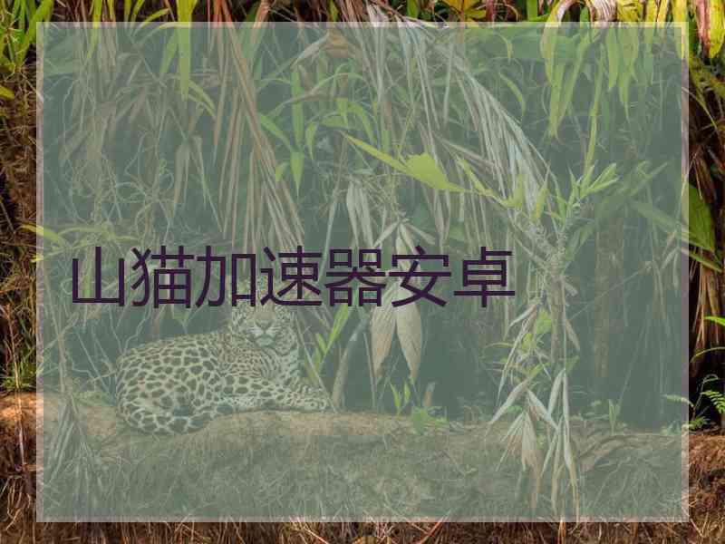 山猫加速器安卓