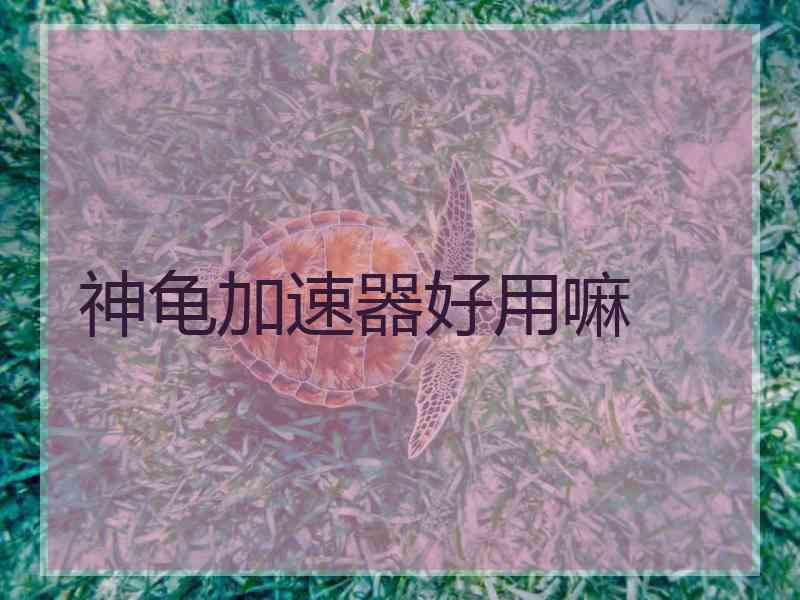 神龟加速器好用嘛