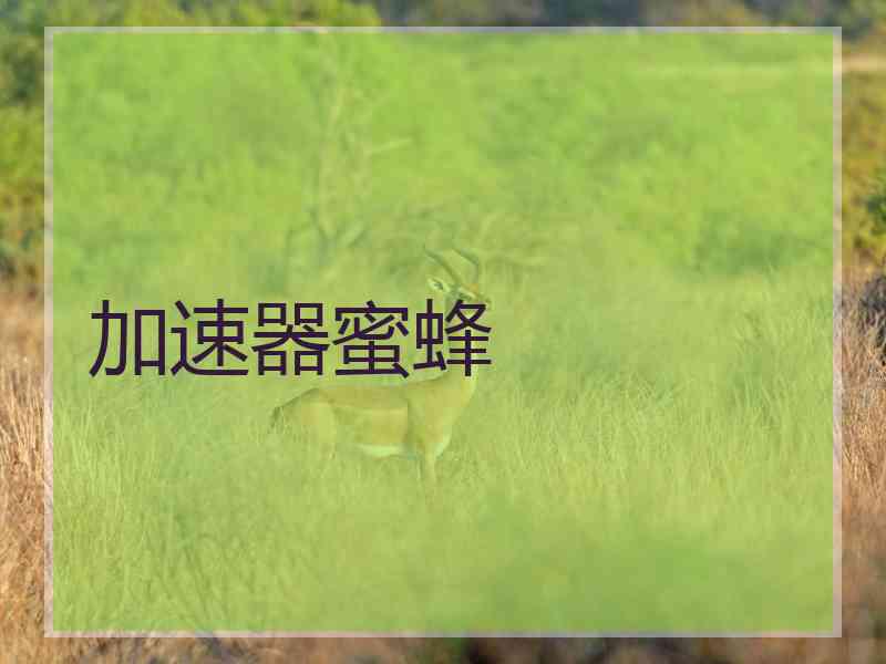 加速器蜜蜂
