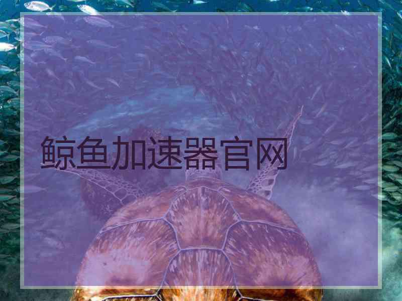 鲸鱼加速器官网