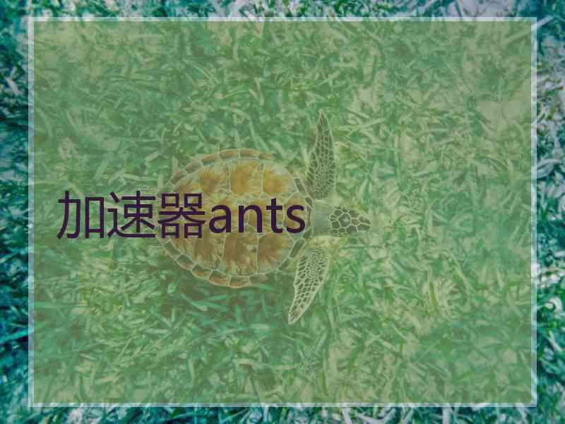 加速器ants