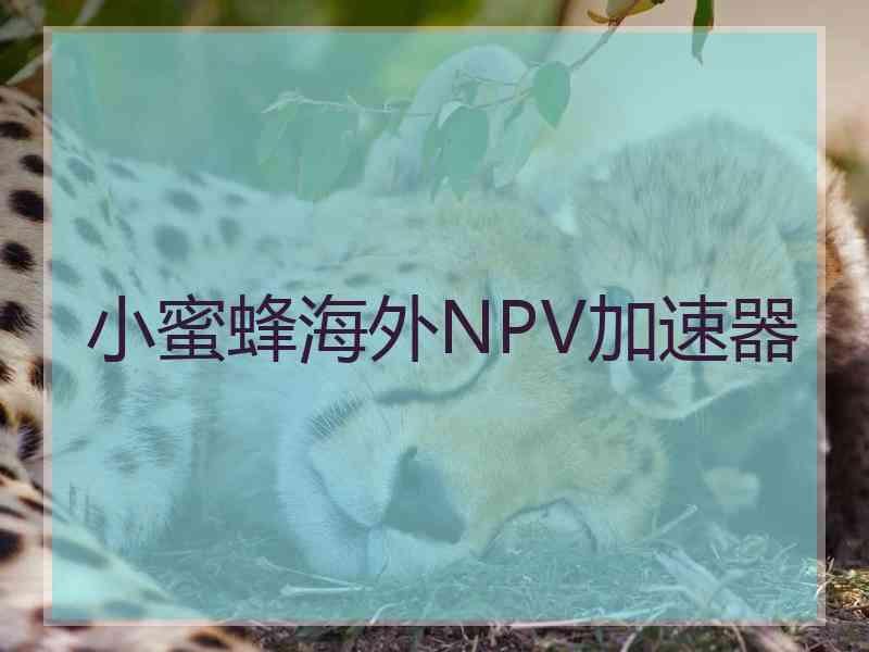 小蜜蜂海外NPV加速器