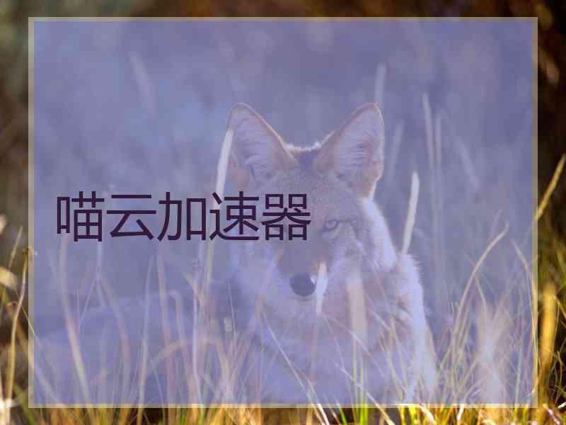 喵云加速器