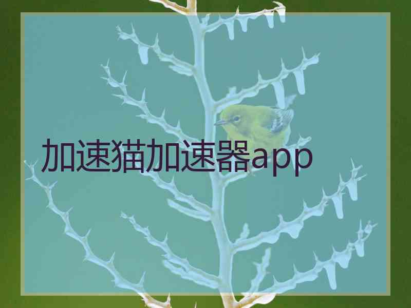 加速猫加速器app