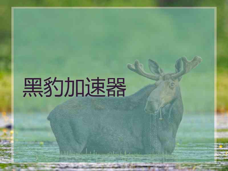 黑豹加速器